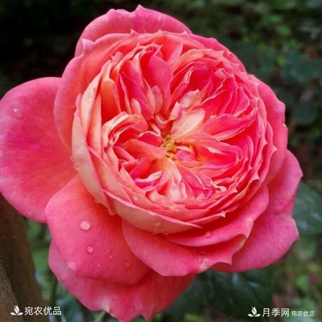    30種漂亮的月季花，必須來(lái)一盆，讓你一次養(yǎng)個(gè)夠！(圖11)