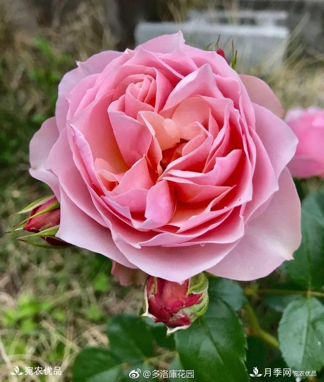    30種漂亮的月季花，必須來(lái)一盆，讓你一次養(yǎng)個(gè)夠！(圖8)