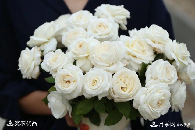    30種漂亮的月季花，必須來(lái)一盆，讓你一次養(yǎng)個(gè)夠！(圖7)