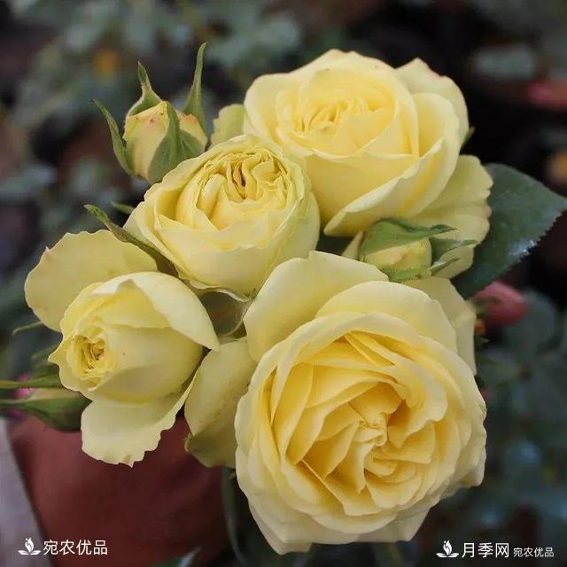    30種漂亮的月季花，必須來(lái)一盆，讓你一次養(yǎng)個(gè)夠！(圖16)