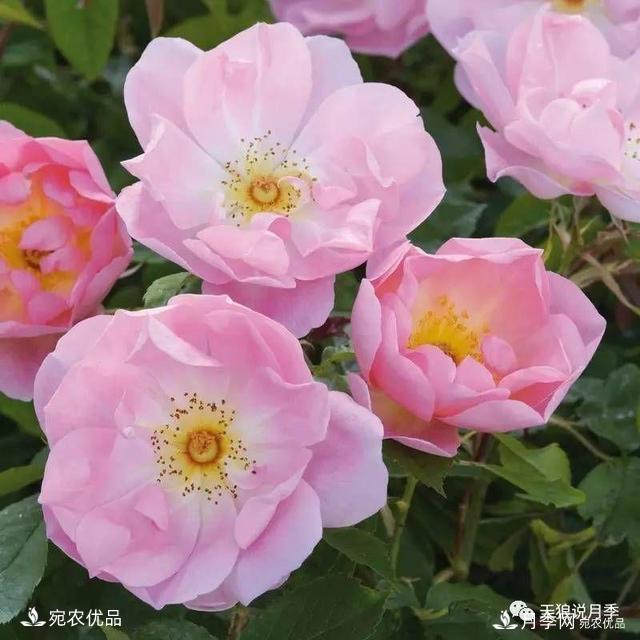    30種漂亮的月季花，必須來(lái)一盆，讓你一次養(yǎng)個(gè)夠！(圖25)