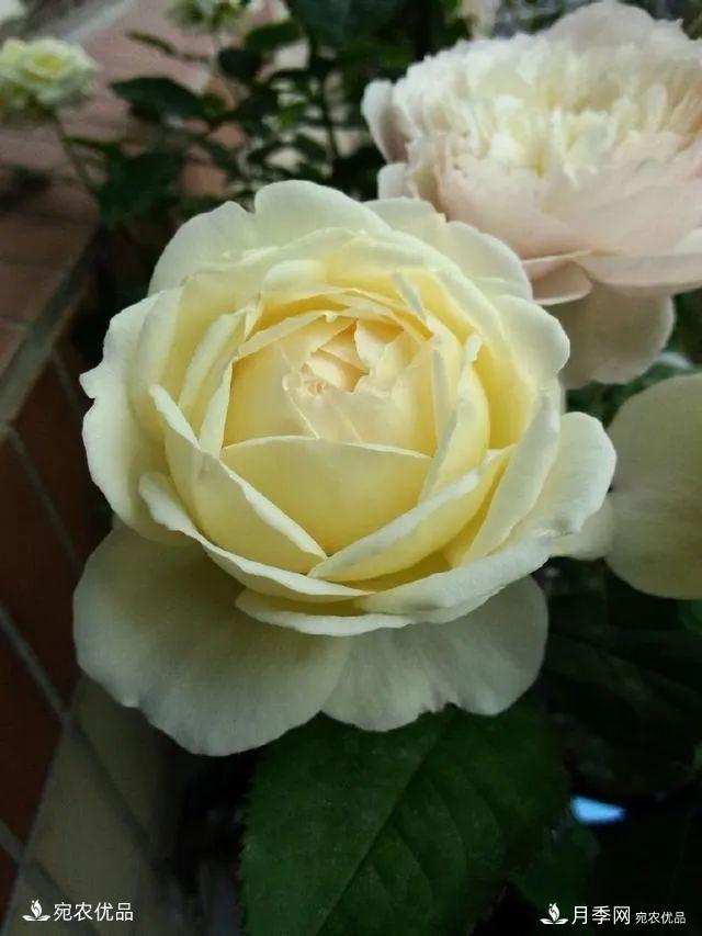    30種漂亮的月季花，必須來(lái)一盆，讓你一次養(yǎng)個(gè)夠！(圖18)