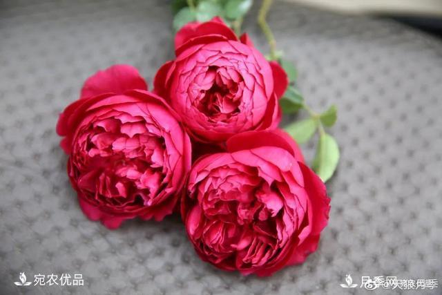    30種漂亮的月季花，必須來(lái)一盆，讓你一次養(yǎng)個(gè)夠！(圖24)