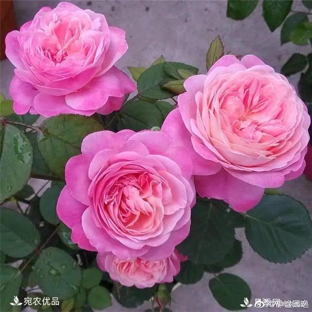    30種漂亮的月季花，必須來(lái)一盆，讓你一次養(yǎng)個(gè)夠！(圖17)