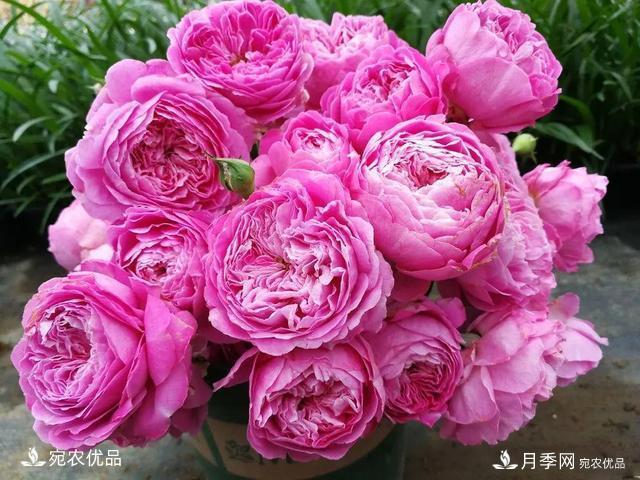    30種漂亮的月季花，必須來(lái)一盆，讓你一次養(yǎng)個(gè)夠！(圖21)