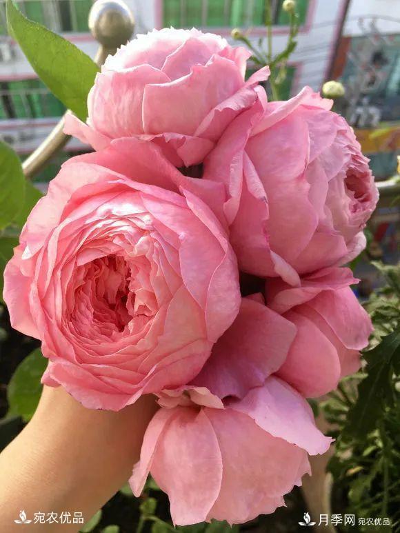    30種漂亮的月季花，必須來(lái)一盆，讓你一次養(yǎng)個(gè)夠！(圖31)