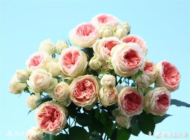    30種漂亮的月季花，必須來(lái)一盆，讓你一次養(yǎng)個(gè)夠！(圖32)