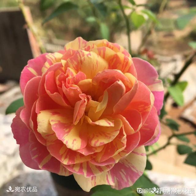    30種漂亮的月季花，必須來(lái)一盆，讓你一次養(yǎng)個(gè)夠！(圖30)