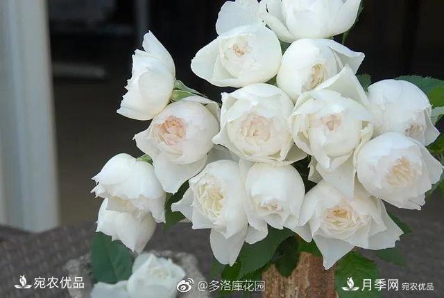    30種漂亮的月季花，必須來(lái)一盆，讓你一次養(yǎng)個(gè)夠！(圖28)