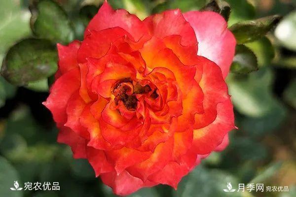    30種漂亮的月季花，必須來(lái)一盆，讓你一次養(yǎng)個(gè)夠！(圖26)