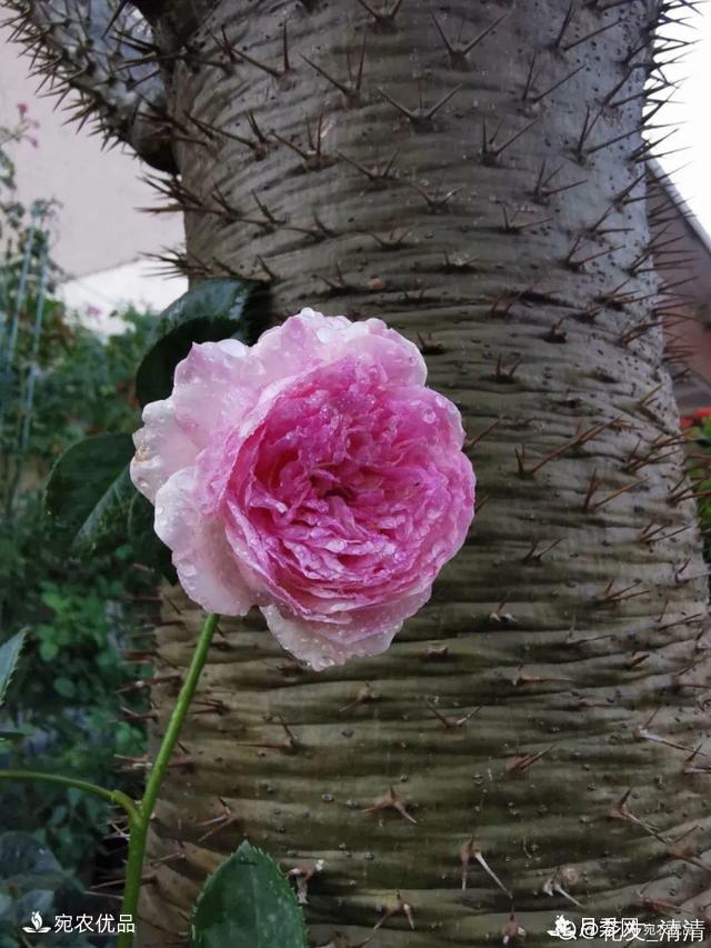    30種漂亮的月季花，必須來(lái)一盆，讓你一次養(yǎng)個(gè)夠！(圖29)