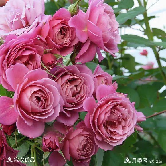    30種漂亮的月季花，必須來(lái)一盆，讓你一次養(yǎng)個(gè)夠！(圖27)