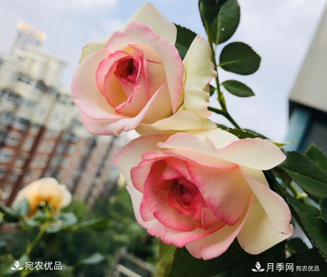 15款經(jīng)典月季花，好看好養(yǎng)，月季花開看花海！(圖8)