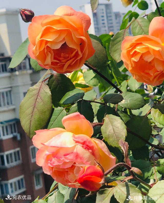 15款經(jīng)典月季花，好看好養(yǎng)，月季花開看花海！(圖14)