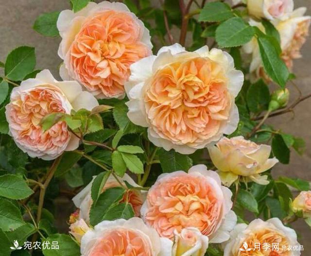 月季花啥品種好看？9大驚艷花友的月季品種，值得養(yǎng)(圖1)