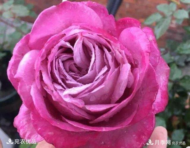 月季花啥品種好看？9大驚艷花友的月季品種，值得養(yǎng)(圖3)
