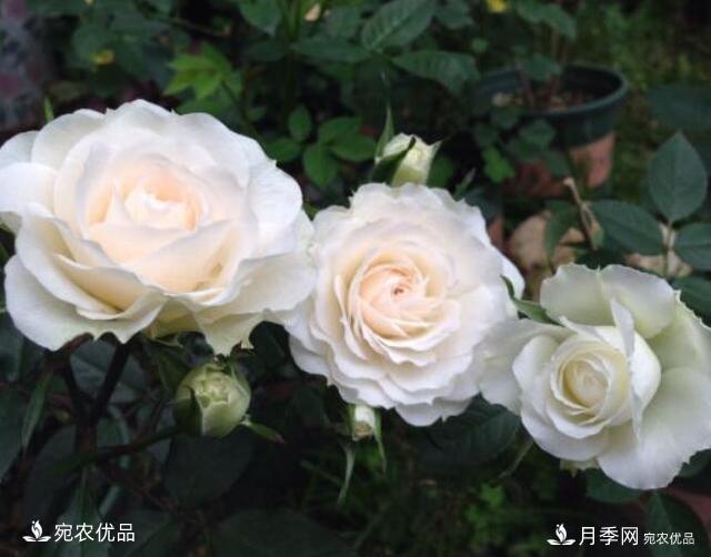 月季花啥品種好看？9大驚艷花友的月季品種，值得養(yǎng)(圖2)
