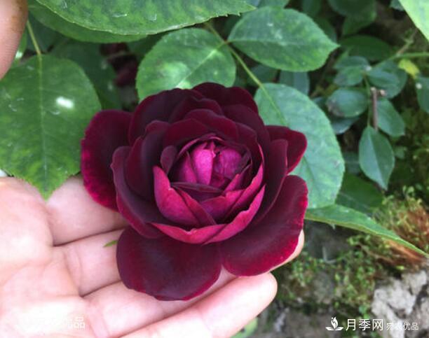 月季花啥品種好看？9大驚艷花友的月季品種，值得養(yǎng)(圖4)