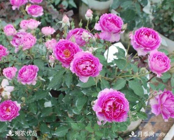 月季花啥品種好看？9大驚艷花友的月季品種，值得養(yǎng)(圖8)