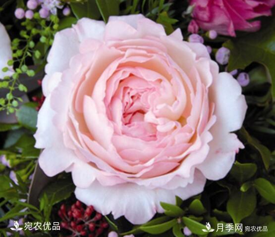 月季花啥品種好看？9大驚艷花友的月季品種，值得養(yǎng)(圖5)
