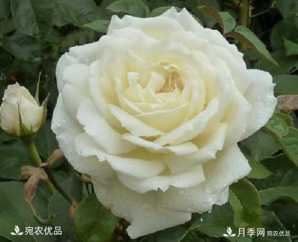 月季花啥品種好看？9大驚艷花友的月季品種，值得養(yǎng)(圖7)