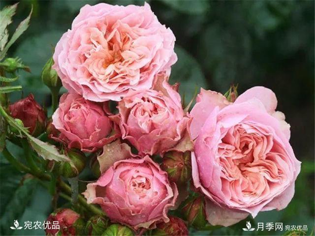 熱門50種月季花品種展示，每一種養(yǎng)法還不一樣快來看看！(圖8)