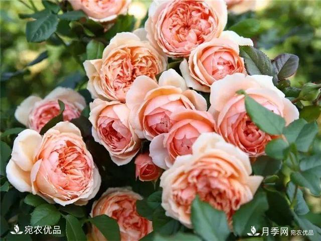 熱門50種月季花品種展示，每一種養(yǎng)法還不一樣快來看看！(圖7)