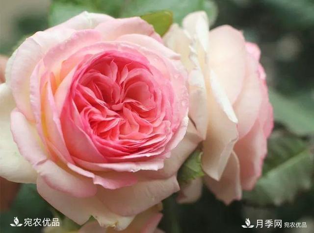 熱門50種月季花品種展示，每一種養(yǎng)法還不一樣快來看看！(圖3)