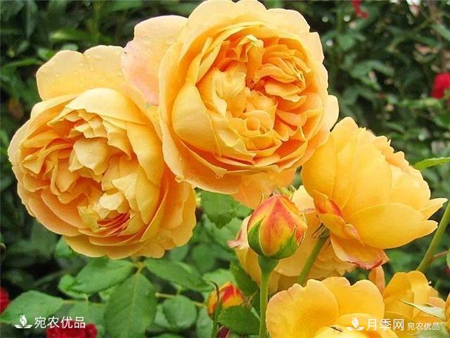 熱門50種月季花品種展示，每一種養(yǎng)法還不一樣快來看看！(圖4)