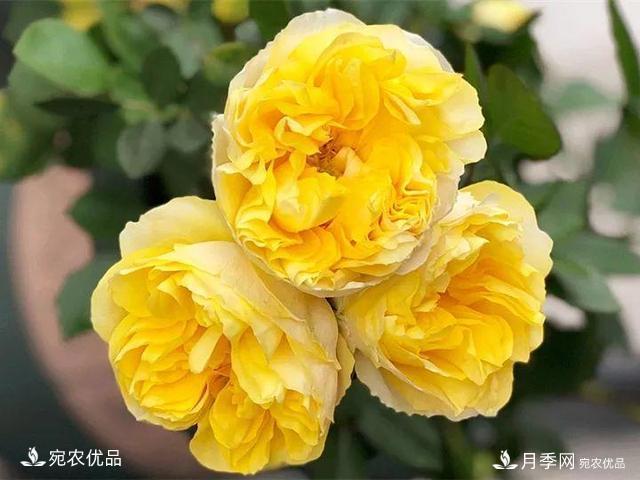 熱門50種月季花品種展示，每一種養(yǎng)法還不一樣快來看看！(圖18)