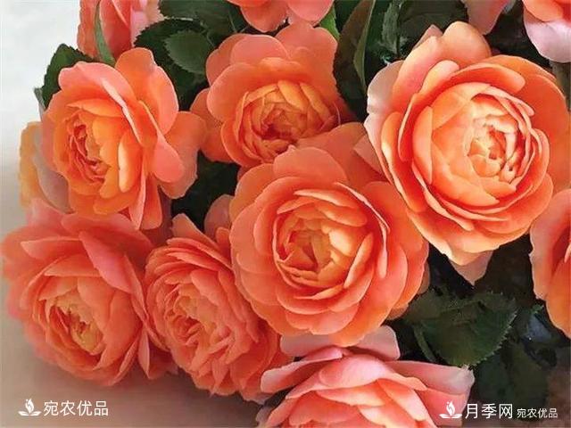 熱門50種月季花品種展示，每一種養(yǎng)法還不一樣快來看看！(圖10)