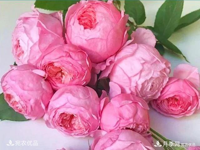 熱門50種月季花品種展示，每一種養(yǎng)法還不一樣快來看看！(圖22)