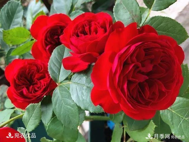 熱門50種月季花品種展示，每一種養(yǎng)法還不一樣快來看看！(圖15)
