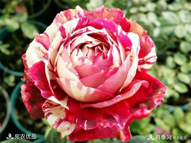 熱門50種月季花品種展示，每一種養(yǎng)法還不一樣快來看看！(圖14)