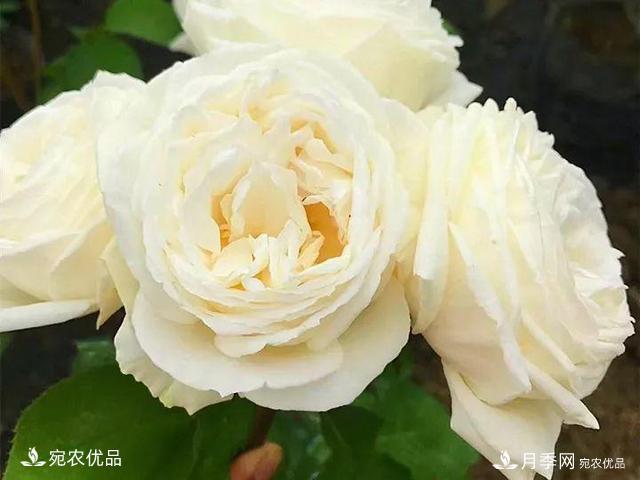 熱門50種月季花品種展示，每一種養(yǎng)法還不一樣快來看看！(圖21)
