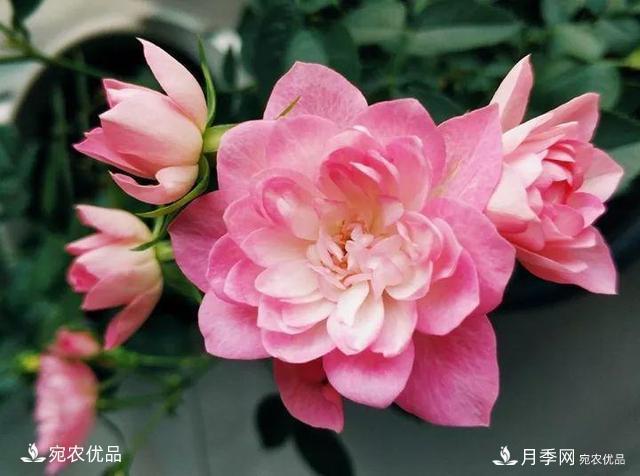 熱門50種月季花品種展示，每一種養(yǎng)法還不一樣快來看看！(圖20)