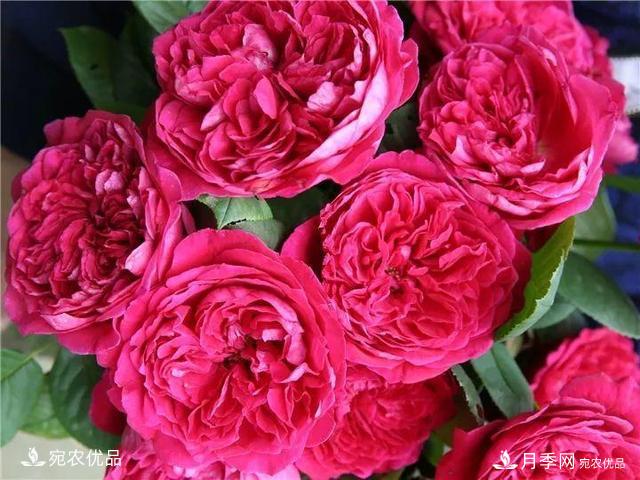 熱門50種月季花品種展示，每一種養(yǎng)法還不一樣快來看看！(圖16)