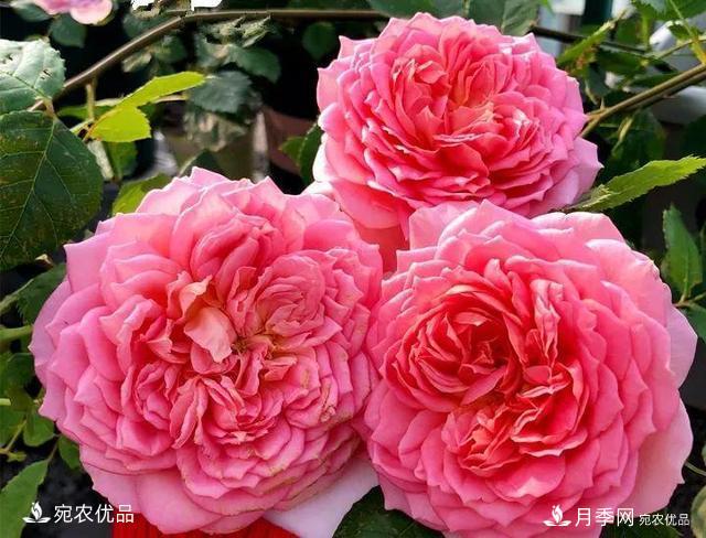 熱門50種月季花品種展示，每一種養(yǎng)法還不一樣快來看看！(圖26)