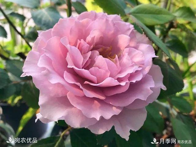 熱門50種月季花品種展示，每一種養(yǎng)法還不一樣快來看看！(圖32)