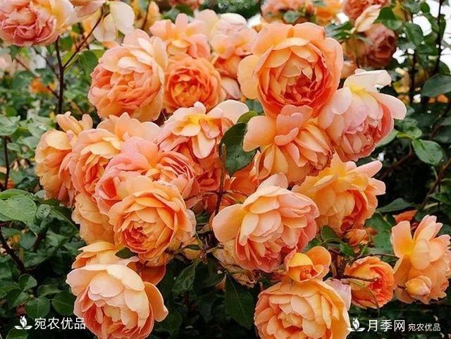熱門50種月季花品種展示，每一種養(yǎng)法還不一樣快來看看！(圖24)