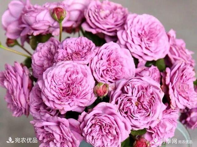 熱門50種月季花品種展示，每一種養(yǎng)法還不一樣快來看看！(圖31)