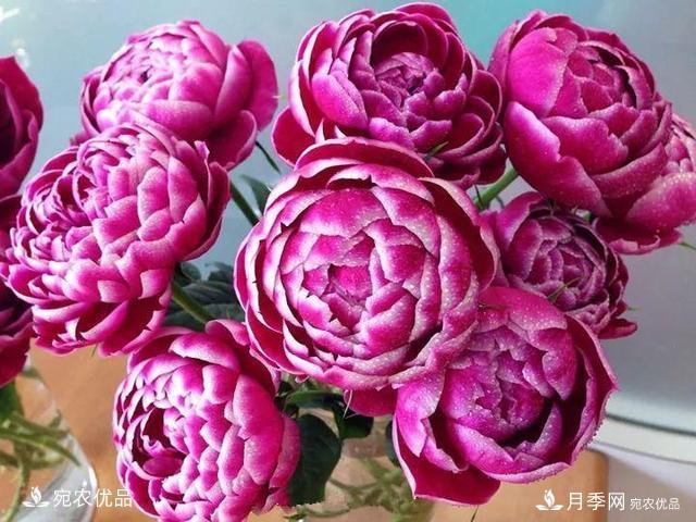 熱門50種月季花品種展示，每一種養(yǎng)法還不一樣快來看看！(圖29)