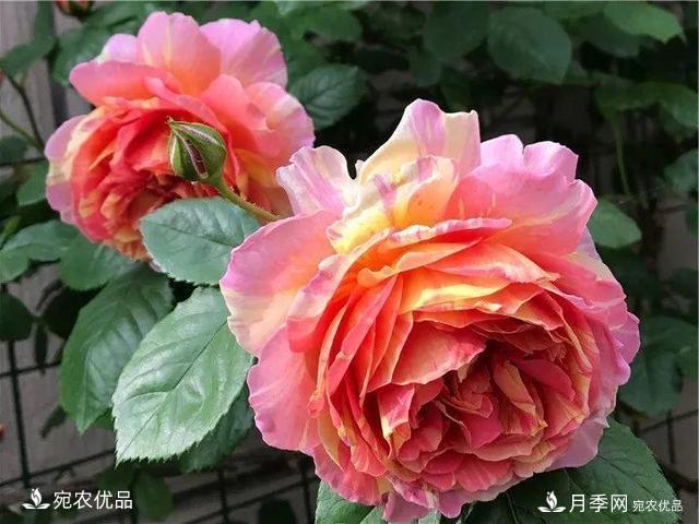 熱門50種月季花品種展示，每一種養(yǎng)法還不一樣快來看看！(圖28)