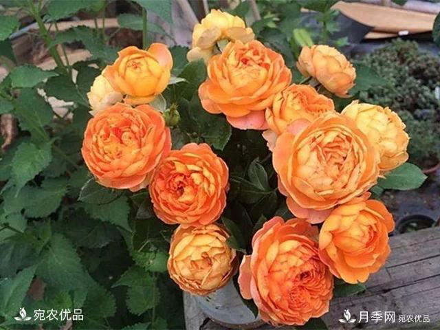 熱門50種月季花品種展示，每一種養(yǎng)法還不一樣快來看看！(圖36)