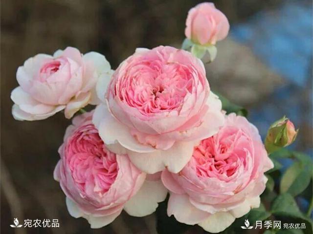 熱門50種月季花品種展示，每一種養(yǎng)法還不一樣快來看看！(圖37)