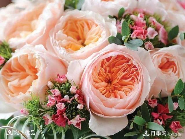 熱門50種月季花品種展示，每一種養(yǎng)法還不一樣快來看看！(圖34)
