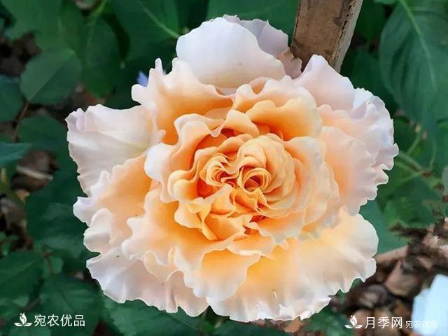熱門50種月季花品種展示，每一種養(yǎng)法還不一樣快來看看！(圖33)
