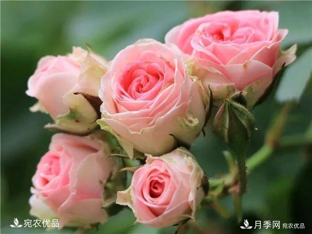 熱門50種月季花品種展示，每一種養(yǎng)法還不一樣快來看看！(圖41)