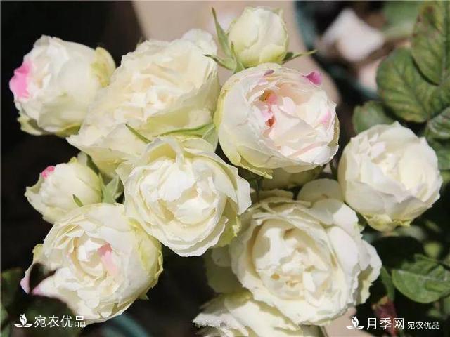 熱門50種月季花品種展示，每一種養(yǎng)法還不一樣快來看看！(圖46)