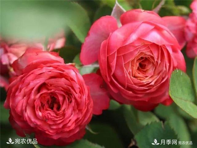 熱門50種月季花品種展示，每一種養(yǎng)法還不一樣快來看看！(圖43)